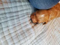 Sprinkles, a female Cavapoo for sale in Austin, TX – Photo 4 of 8