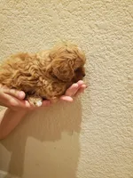 Sprinkles, a female Cavapoo for sale in Austin, TX – Photo 8 of 10