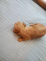 Sprinkles, a female Cavapoo for sale in Austin, TX – Photo 5 of 8