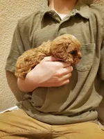 Sprinkles, a female Cavapoo for sale in Austin, TX – Photo 3 of 10