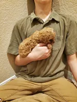 Sprinkles, a female Cavapoo for sale in Austin, TX – Photo 5 of 10