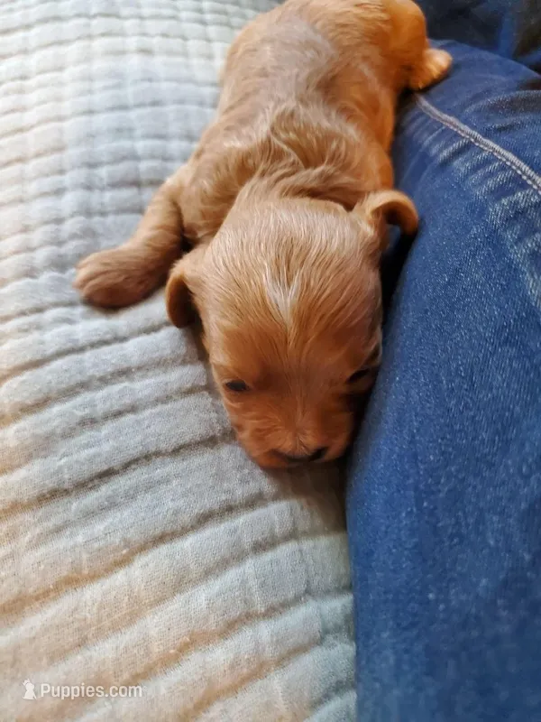 Sprinkles – Cavapoo puppy for sale in Austin, TX