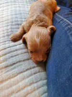 Sprinkles, a female Cavapoo for sale in Austin, TX – Photo 1 of 8