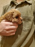 Sprinkles, a female Cavapoo for sale in Austin, TX – Photo 2 of 10