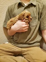 Sprinkles, a female Cavapoo for sale in Austin, TX – Photo 4 of 10