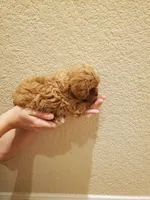 Sprinkles, a female Cavapoo for sale in Austin, TX – Photo 6 of 10