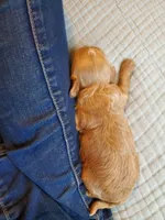 Sprinkles, a female Cavapoo for sale in Austin, TX – Photo 6 of 8