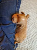 Sprinkles, a female Cavapoo for sale in Austin, TX – Photo 2 of 8