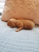 Sprinkles, a female Cavapoo for sale in Austin, TX – Photo 3 of 8