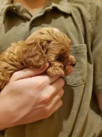 Sprinkles, a female Cavapoo for sale in Austin, TX – Photo 7 of 10
