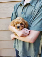Sprinkles, a female Cavapoo for sale in Austin, TX – 2 of 10