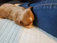 Muffin, a female Cavapoo for sale in Austin, TX – Photo 3 of 7