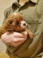 Muffin, a female Cavapoo for sale in Austin, TX – Photo 2 of 7