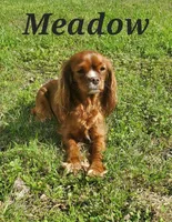 Muffin, a female Cavapoo for sale in Austin, TX – Photo 7 of 7