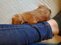 Muffin, a female Cavapoo for sale in Austin, TX – Photo 2 of 7