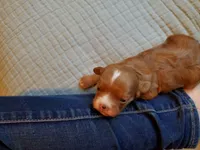 Muffin, a female Cavapoo for sale in Austin, TX – Photo 4 of 7