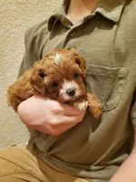 Muffin, a female Cavapoo for sale in Austin, TX – Photo 1 of 7