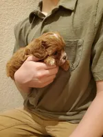 Muffin, a female Cavapoo for sale in Austin, TX – Photo 3 of 7