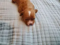 Muffin, a female Cavapoo for sale in Austin, TX – Photo 5 of 7