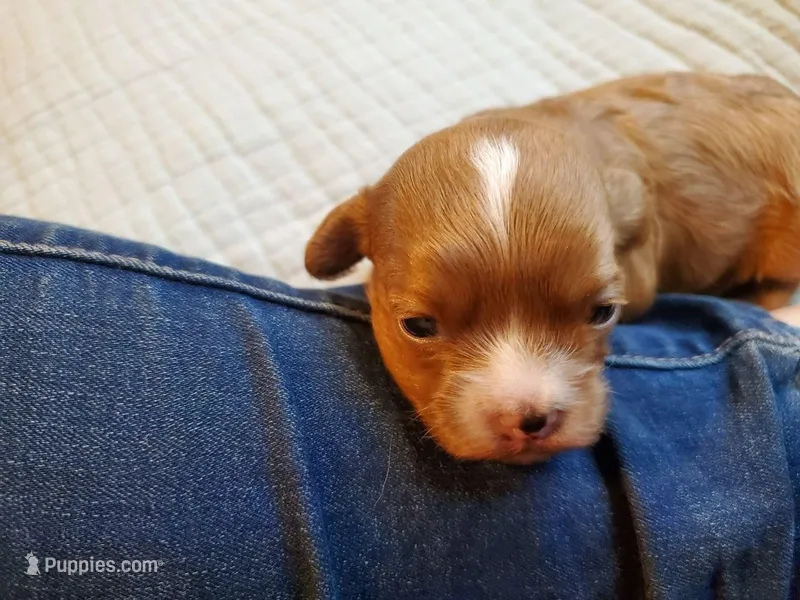 Muffin – Cavapoo puppy for sale in Austin, TX