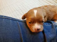 Muffin, a female Cavapoo for sale in Austin, TX – Photo 1 of 7