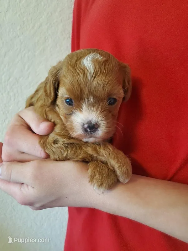 Muffin – Cavapoo puppy for sale in Austin, TX