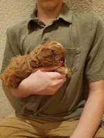 Muffin, a female Cavapoo for sale in Austin, TX – Photo 4 of 7