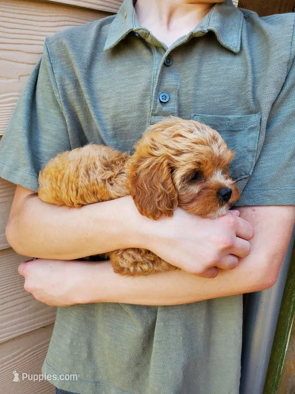 Sprinkles – Cavapoo puppy for sale in Austin, TX