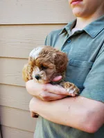 Frosting, a female Cavapoo for sale in Austin, TX – 2 of 8
