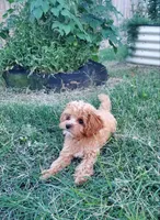 Pipsi (Toy Cavapoo) (Ready To Go To New Home Today), a female Cavapoo for sale in Austin, TX – 7 of 10