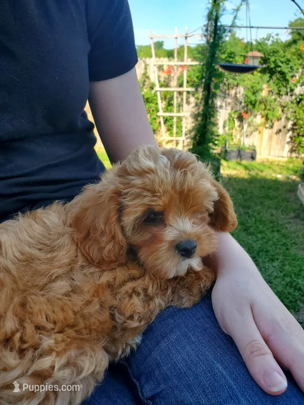 Sprinkles – Cavapoo puppy for sale in Austin, TX
