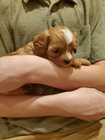 Cupcake, a female Cavapoo for sale in Austin, TX – Photo 5 of 7