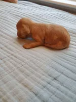 Cupcake, a female Cavapoo for sale in Austin, TX – Photo 2 of 6