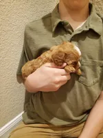 Cupcake, a female Cavapoo for sale in Austin, TX – Photo 4 of 7