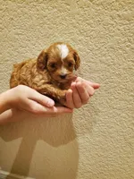 Cupcake, a female Cavapoo for sale in Austin, TX – Photo 2 of 7