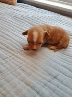 Cupcake, a female Cavapoo for sale in Austin, TX – Photo 4 of 6