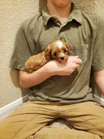 Cupcake, a female Cavapoo for sale in Austin, TX – Photo 3 of 7