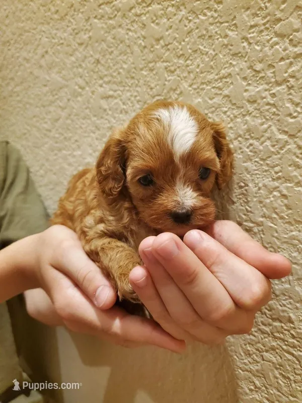 Cupcake – Cavapoo puppy for sale in Austin, TX