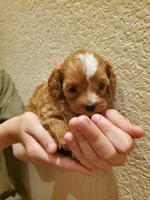 Cupcake, a female Cavapoo for sale in Austin, TX – Photo 1 of 7