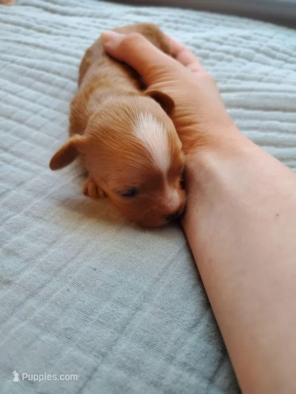 Cupcake – Cavapoo puppy for sale in Austin, TX