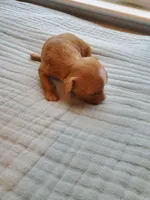 Cupcake, a female Cavapoo for sale in Austin, TX – Photo 3 of 6