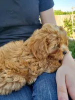 Sprinkles (Toy Cavapoo), a female Cavapoo for sale in Austin, TX – 4 of 9