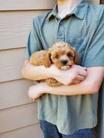 Sprinkles, a female Cavapoo for sale in Austin, TX – 8 of 10