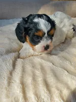 Sundae, a female Cavapoo for sale in Cuero, TX – Photo 3 of 9