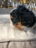 Sundae, a female Cavapoo for sale in Cuero, TX – Photo 4 of 9