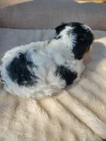 Sundae, a female Cavapoo for sale in Cuero, TX – Photo 6 of 9