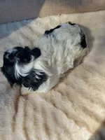 Sundae, a female Cavapoo for sale in Cuero, TX – Photo 5 of 9