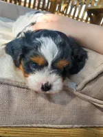 Sundae, a female Cavapoo for sale in Cuero, TX – Photo 7 of 9