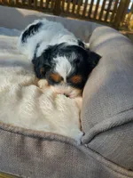 Sundae, a female Cavapoo for sale in Cuero, TX – Photo 1 of 9