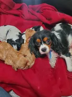 Sundae, a female Cavapoo for sale in Cuero, TX – Photo 8 of 9